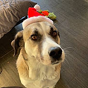 Tchikita a rejoint le concours — aidez-le/la à gagner de superbes lots ! dog, santa_hat, indoor, wooden_floor, toy, bed, pet, looking_up, brown, white, fur, ears, nose, whiskers, holiday, christmas, cute, animal, companion, domestic