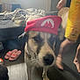 Tchikita a rejoint le concours — aidez-le/la à gagner de superbes lots ! dog, indoor, pet, red_hat, mario_hat, person, yellow_shorts, bed, slippers, floor, blur, walking, casual, messy, furniture, canine, living_room, footwear, animal, home