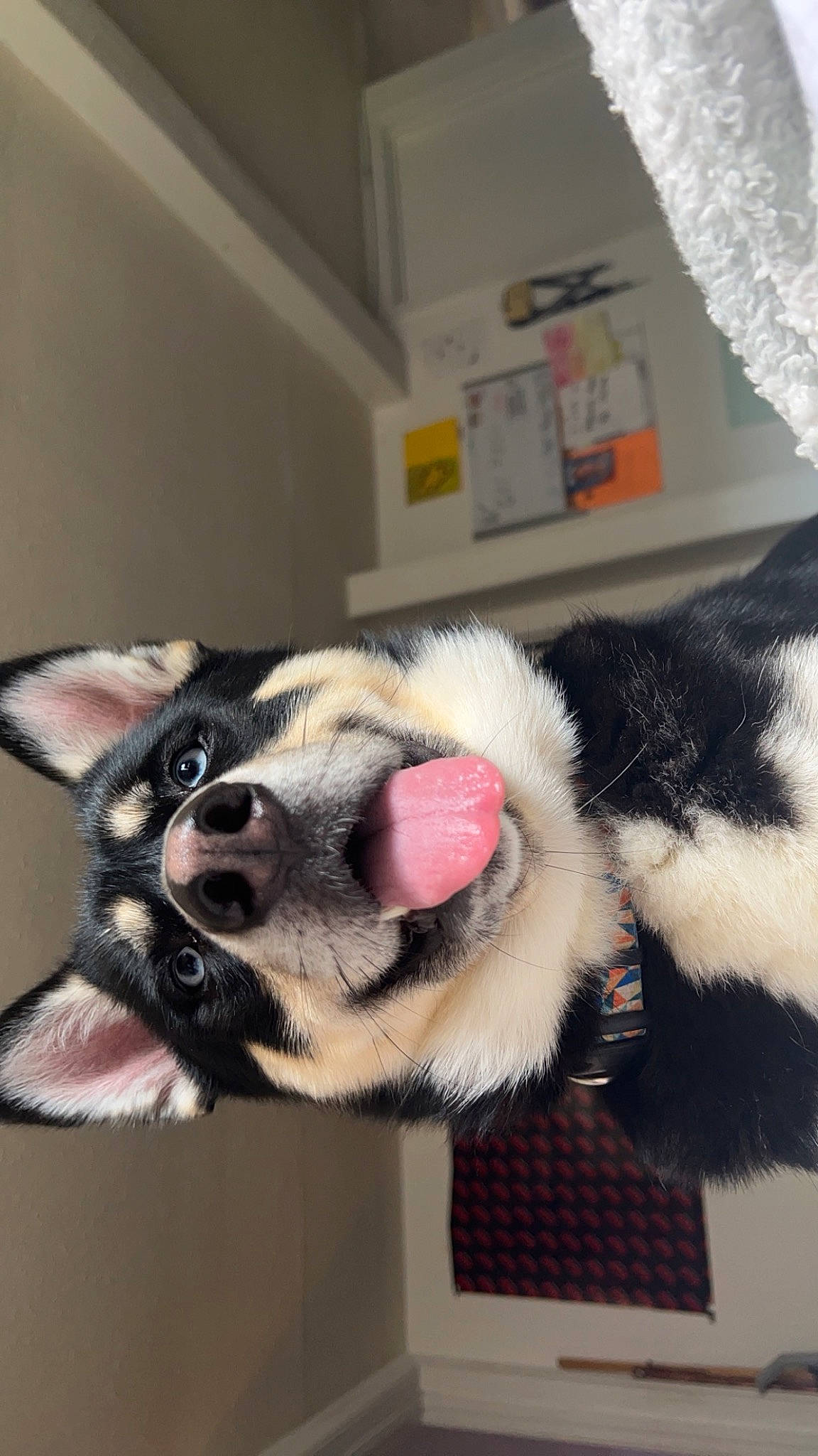 Nova Jane joined the competition — help win amazing prizes! canidae, carnivore, claw, collar, comfort, companion_dog, dog, dog_breed, ear, eyelash, fawn, foot, fur, jaw, paw, snout, sporting_group, whiskers, working_animal, working_dog