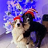 adorable, blue_lights, canine, celebration, christmas_tree, cute, decorations, dog, elf_hat, festive, floor_tile, friendship, holiday, holiday_season, indoor, pet, posing, two_dogs, white_tree, wrapped_paw