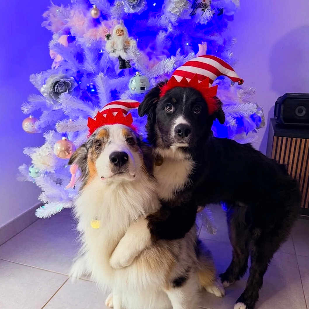 Vaiko Et Ayzon