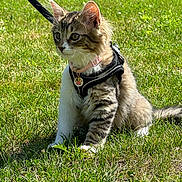 Nami participe au concours pour gagner de l'argent avec cette photo : alert, animal, cat, collar, cute, fur, grass, greenery, harness, kitten, leash, nature, outdoor, pet, playful, sitting, sunlight, tabby, whiskers, young