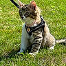 alert, animal, cat, collar, cute, fur, grass, greenery, harness, kitten, leash, nature, outdoor, pet, playful, sitting, sunlight, tabby, whiskers, young