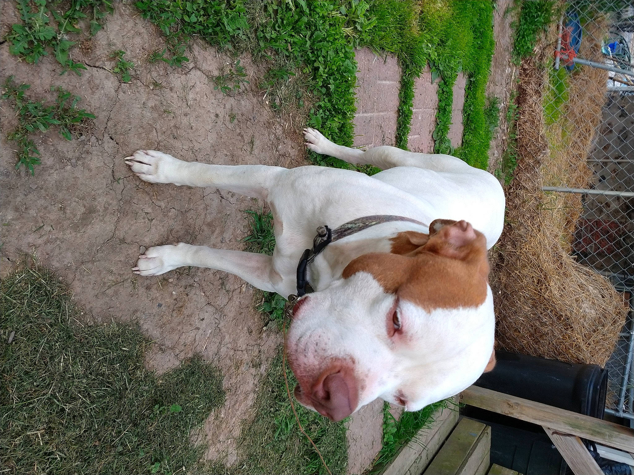 Digger is registered to the contest to win money with this photo: american_bulldog, american_pit_bull_terrier, australian_bulldog, canidae, carnivore, dog, dog_breed, dogo_guatemalteco, dorset_olde_tyme_bulldogge, fawn, hunting_dog, mammal, non_sporting_group, old_english_bulldog, olde_english_bulldogge, pit_bull, pointer, sporting_group, tail, valley_bulldog