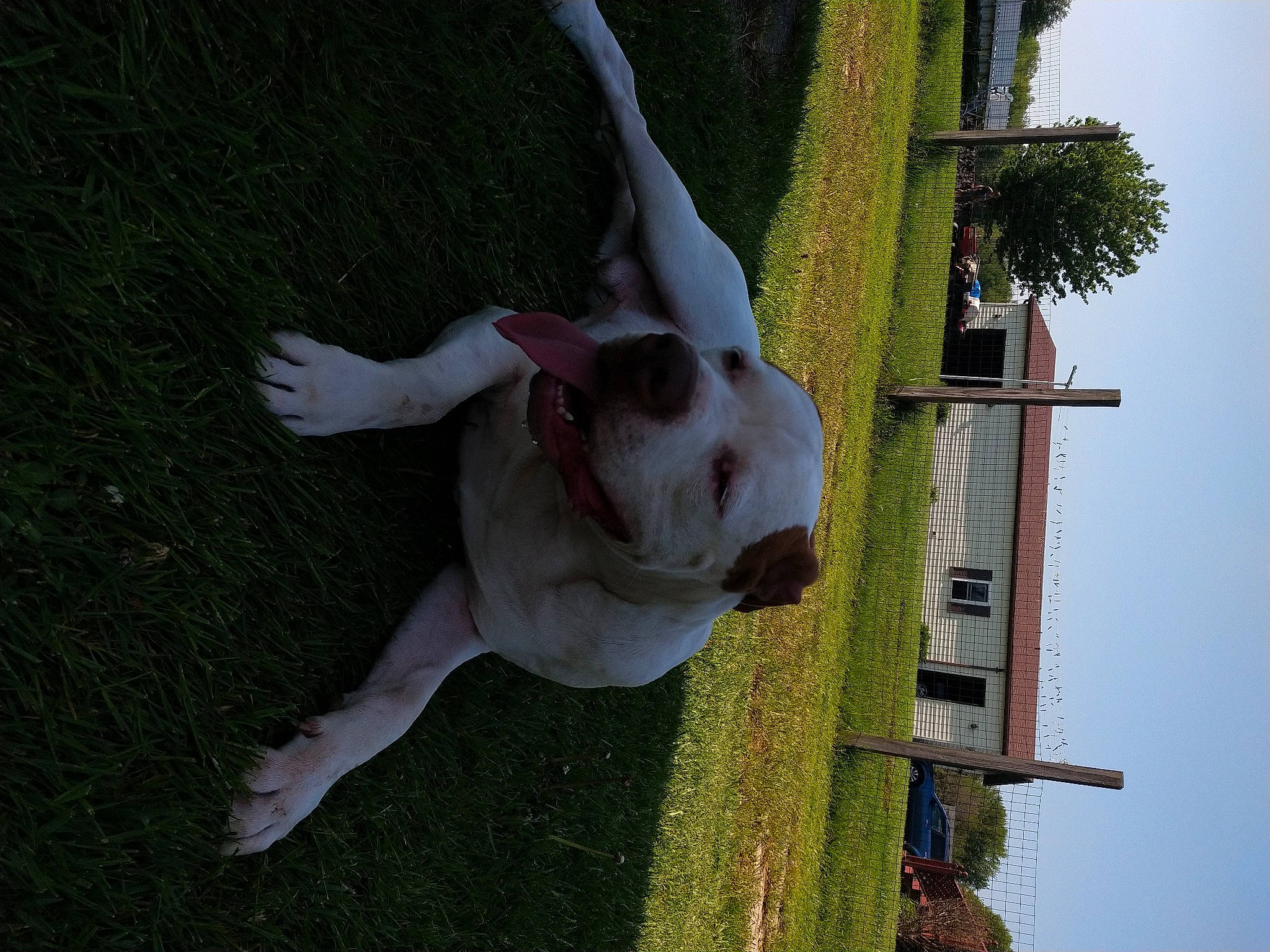 Digger joined the competition — help win amazing prizes! american_bulldog, canidae, carnivore, dog, dog_breed, dogo_guatemalteco, fawn, non_sporting_group, tail