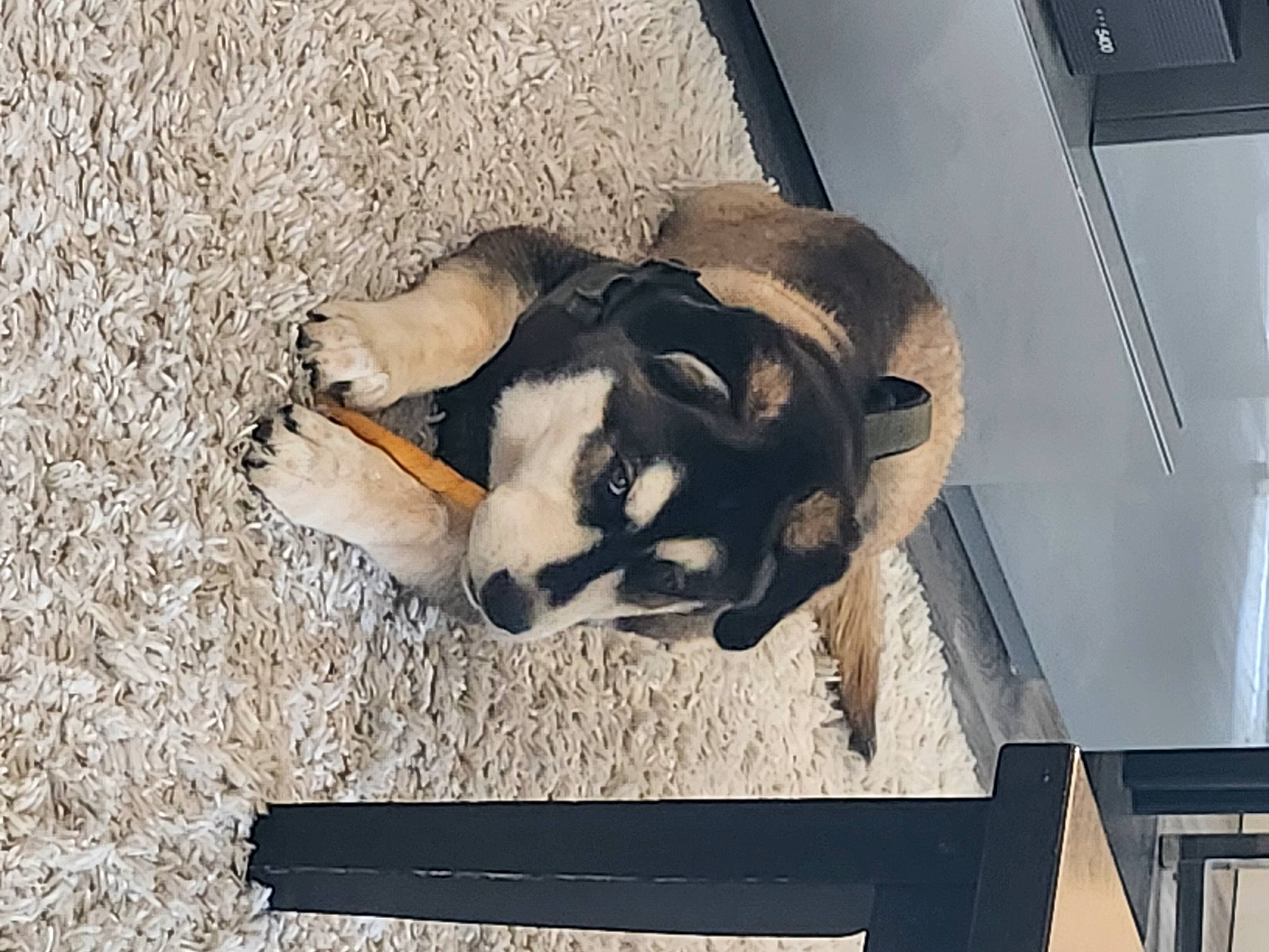 Bear is registered to the contest to win money with this photo: comfort, companion_dog, eyewear, fawn, flooring, fur, human_leg, rectangle, room, shadow, snout, tail, terrestrial_animal, window, wood, working_animal