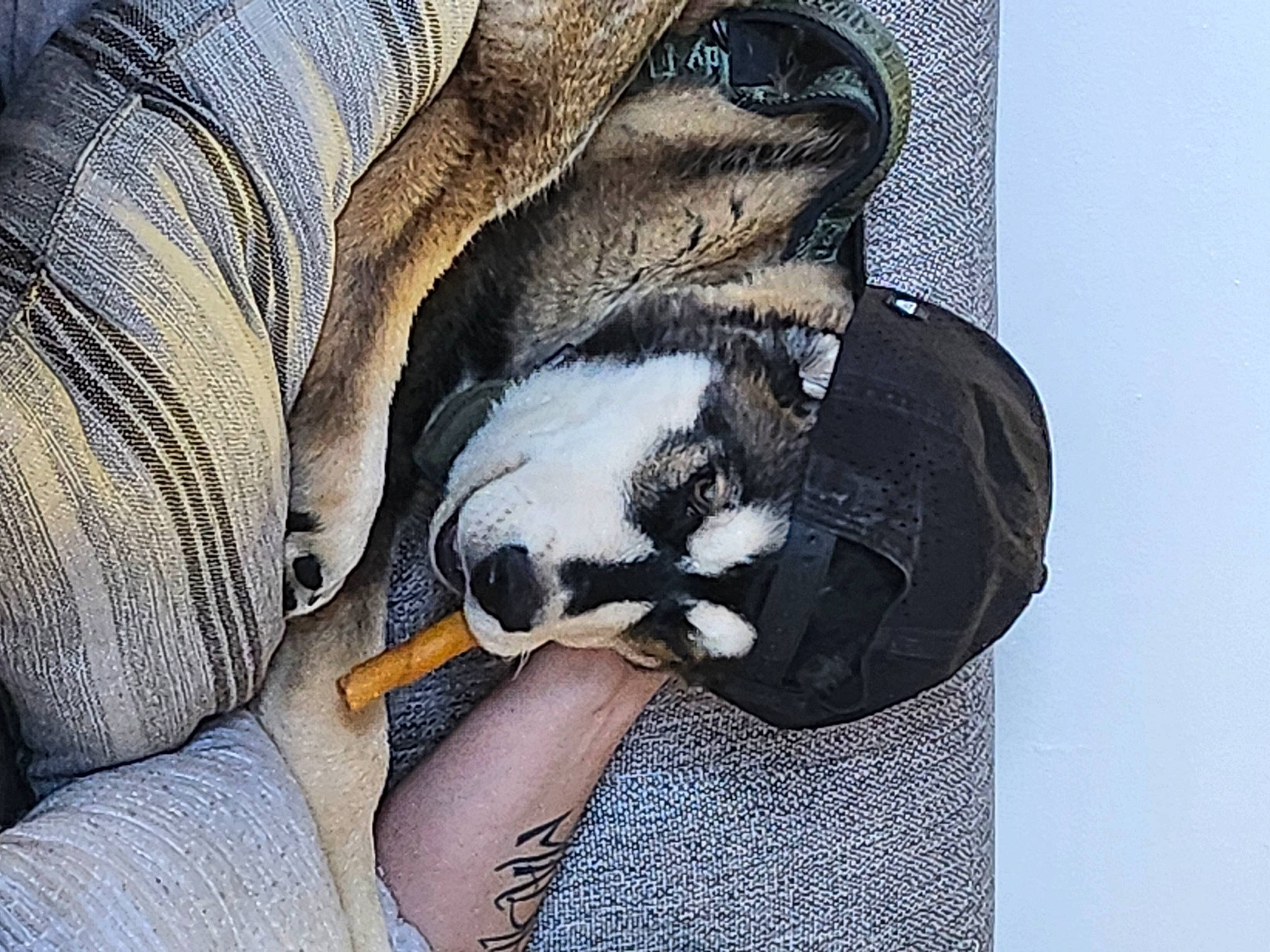 Bear is registered to the contest to win money with this photo: canidae, carnivore, claw, comfort, companion_dog, dog, dog_breed, fawn, felidae, fur, gesture, grey, human_leg, linens, nap, paw, snout, sporting_group, tail, whiskers