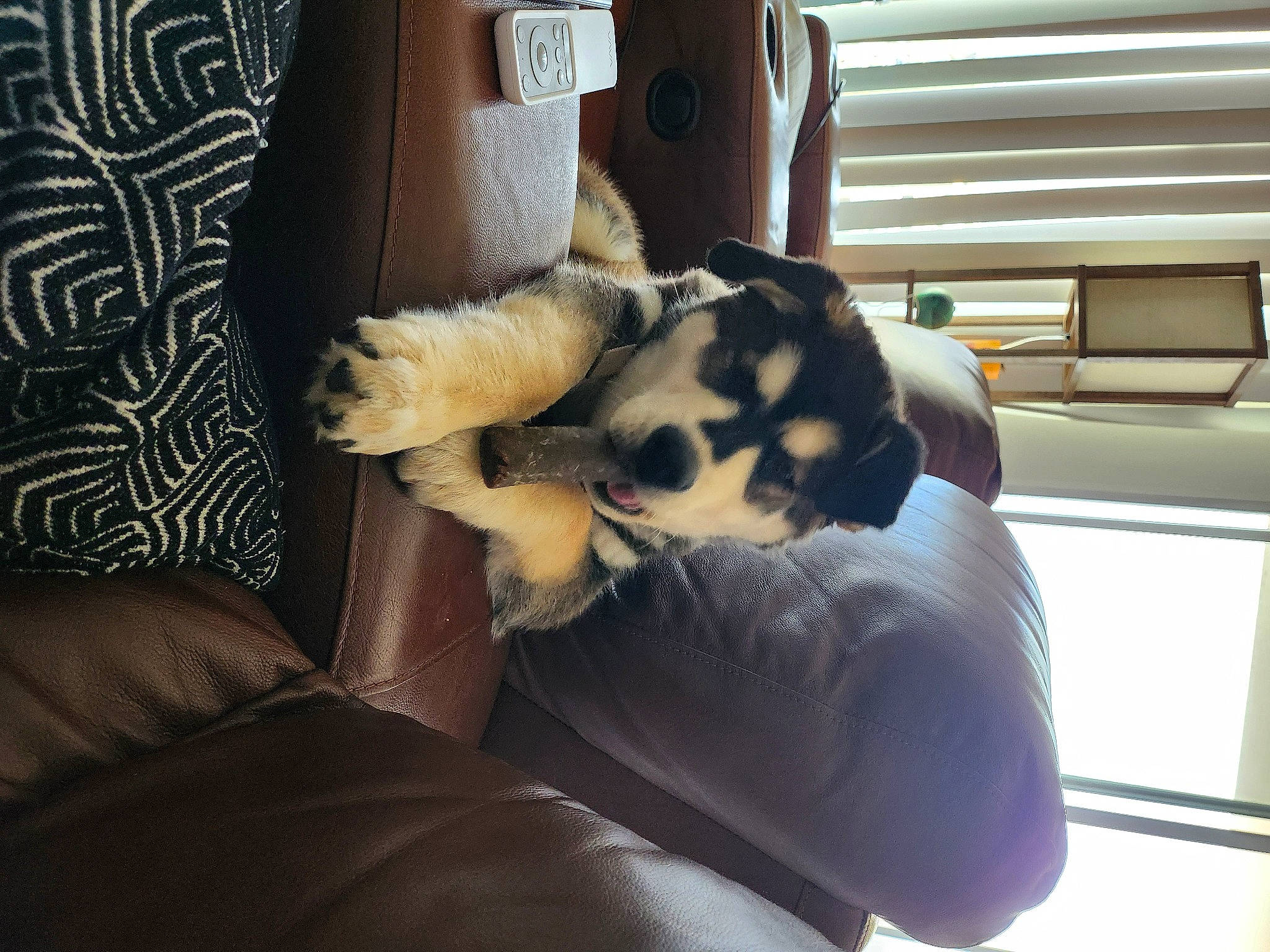 Bear is registered to the contest to win money with this photo: carnivore, cat, chair, comfort, companion_dog, couch, dog_breed, fawn, felidae, fur, furniture, human_leg, small_to_medium_sized_cats, snout, tail, thigh, tints_and_shades, toy, vehicle_door, whiskers