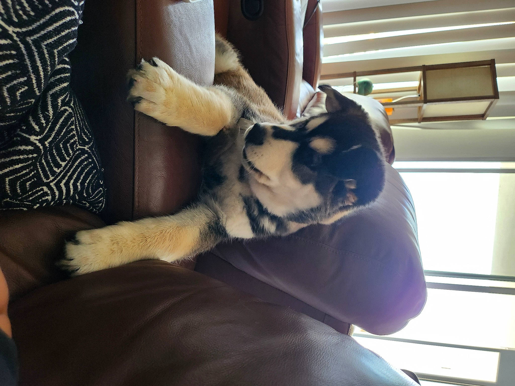 Bear is registered to the contest to win money with this photo: canidae, carnivore, comfort, companion_dog, couch, dog, dog_breed, ear, fawn, felidae, fur, gesture, human_leg, long_hair, small_to_medium_sized_cats, snout, sporting_group, thigh, toy_dog, whiskers