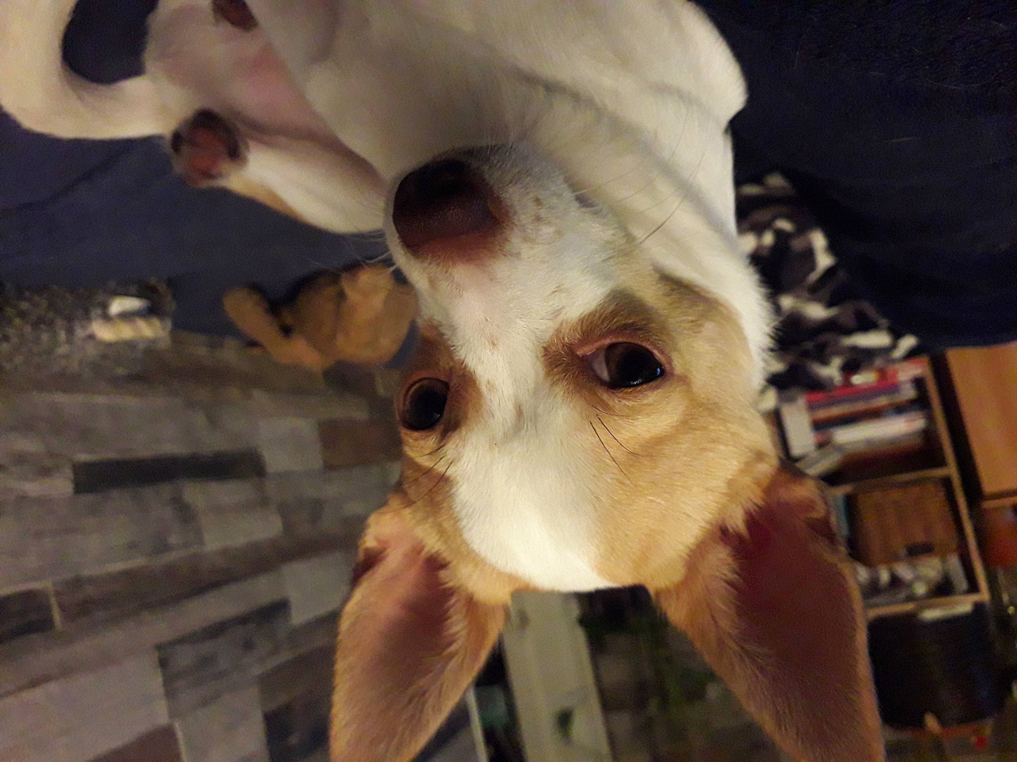 Tuc participe au concours pour gagner de l'argent avec cette photo : anthropology, art, bone, companion_dog, dog_breed, fawn, fur, nose, shelf, skeleton, skull, snout, toy_dog, whiskers, wood, working_animal, wrinkle