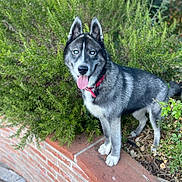 Aslan-Niska a rejoint le concours — aidez-le/la à gagner de superbes lots ! animal, blue_eyes, brick_wall, canine, daylight, dog, ears, fur, greenery, husky, muzzle, nature, outdoor, pet, plants, playful, portrait, red_collar, standing, tongue_out