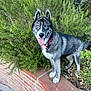 animal, blue_eyes, brick_wall, canine, daylight, dog, ears, fur, greenery, husky, muzzle, nature, outdoor, pet, plants, playful, portrait, red_collar, standing, tongue_out
