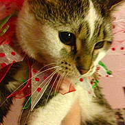 Gracie Lu joined the competition — help win amazing prizes!