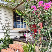 Girly Girl is registered to the contest to win money with this photo: dog, porch, house, window, flowers, plants, brick_steps, potted_plant, greenery, nature, outdoor, pet, animal, tongue_out, red_door, wooden_table, shrub, leaves, garden, daylight