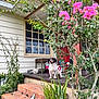 dog, porch, house, window, flowers, plants, brick_steps, potted_plant, greenery, nature, outdoor, pet, animal, tongue_out, red_door, wooden_table, shrub, leaves, garden, daylight