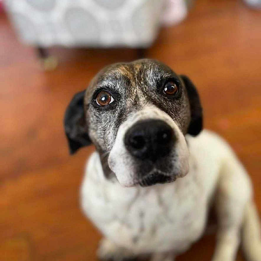 Girly Girl is registered to the contest to win money with this photo: animal, blurry_background, brown, canine, close_up, companion, curious, dog, domestic, ears, eyes, floor, fur, indoor, looking_up, pet, sitting, snout, white, wooden_floor