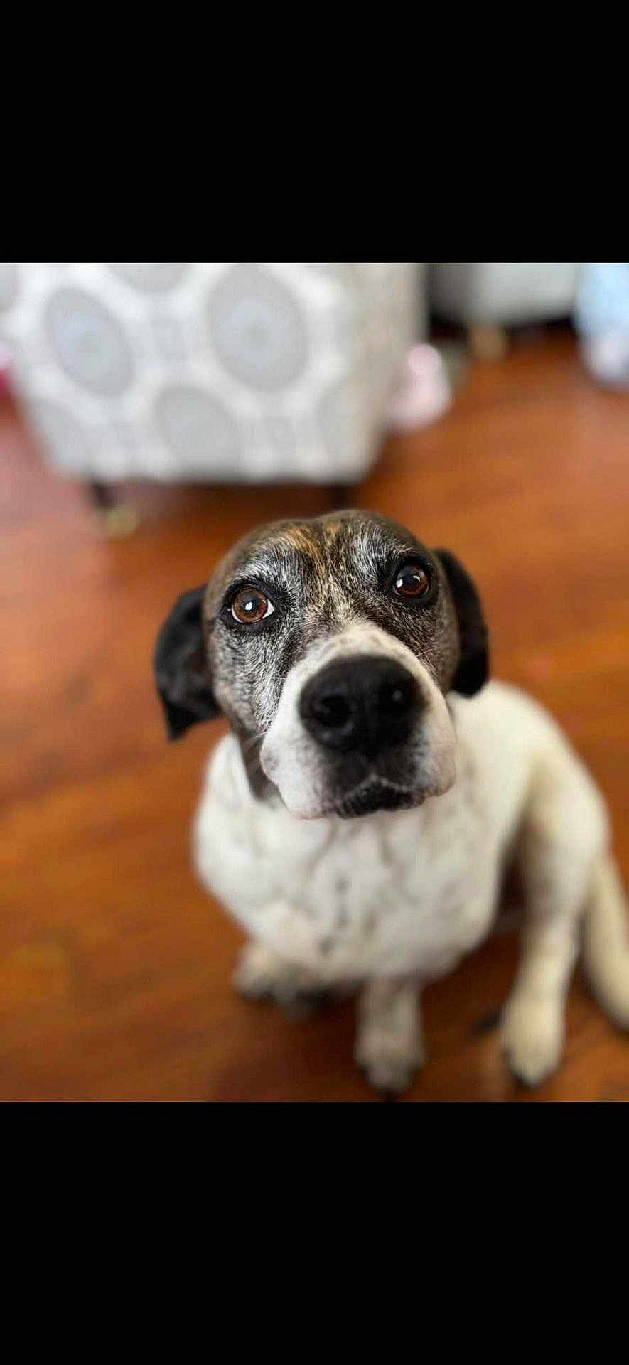 Girly Girl is registered to the contest to win money with this photo: dog, pet, indoor, floor, brown, white, fur, animal, canine, looking_up, sitting, close_up, blurry_background, wooden_floor, ears, eyes, snout, domestic, companion, curious