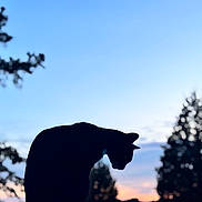 Lucy is registered to the contest to win money with this photo: cat, silhouette, twilight, sky, trees, outdoor, nature, sunset, animal, pet, quiet, peaceful, dark, evening, profile, mammal, feline, scenic, background, serene