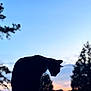 cat, silhouette, twilight, sky, trees, outdoor, nature, sunset, animal, pet, quiet, peaceful, dark, evening, profile, mammal, feline, scenic, background, serene