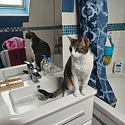 Venus participe au concours pour gagner de l'argent avec cette photo : cat, bathroom, sink, mirror, person, shower_curtain, soap, tiled_wall, bathtub, towel, window, cabinet, reflection, striped_cat, domestic_cat, indoor, curious, feline, clean, blue