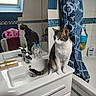cat, bathroom, sink, mirror, person, shower_curtain, soap, tiled_wall, bathtub, towel, window, cabinet, reflection, striped_cat, domestic_cat, indoor, curious, feline, clean, blue