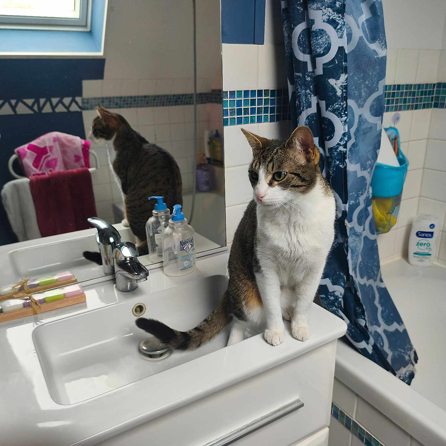 Venus participe au concours pour gagner de l'argent avec cette photo : cat, bathroom, sink, mirror, person, shower_curtain, soap, tiled_wall, bathtub, towel, window, cabinet, reflection, striped_cat, domestic_cat, indoor, curious, feline, clean, blue
