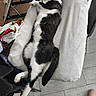 cat, black_and_white, lying_down, towel, indoor, floor, tile_floor, paw, relaxed, pet, feline, fur, sleeping, animal, domestic, comfort, tail, chair, fabric, footwear