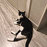 cat, black_and_white, indoor, floor, wood_floor, relaxed, pet, animal, feline, curious, green_eyes, tail, wall, cabinet, domestic, cute, lying_down, fur, whiskers, resting