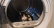 Virgule participe au concours pour gagner de l'argent avec cette photo : cat, dryer, appliance, indoor, black_and_white_cat, pet, curious, floor, home, feline, domestic_animal, open_door, resting, looking, fur, whiskers, household, cleaning_machine, tiled_floor, door