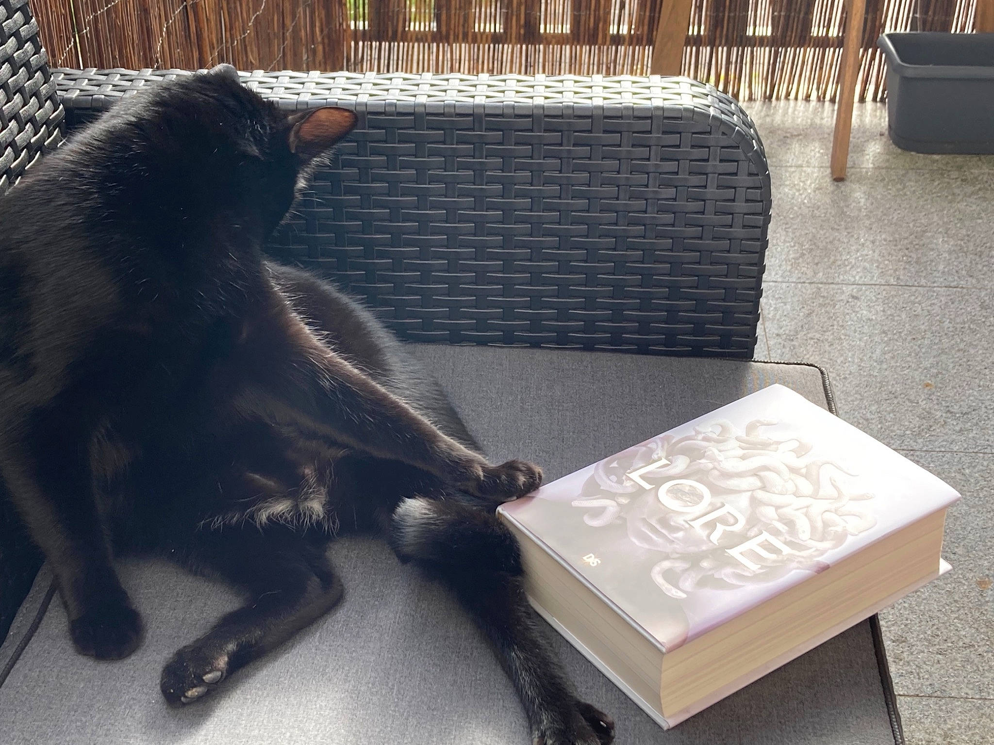 Gimli participe au concours pour gagner de l'argent avec cette photo : audio_equipment, carnivore, comfort, couch, eyewear, felidae, font, fur, gadget, macaque, metal, office_equipment, output_device, sitting, small_to_medium_sized_cats, studio_couch, table, tail, terrestrial_animal, whiskers