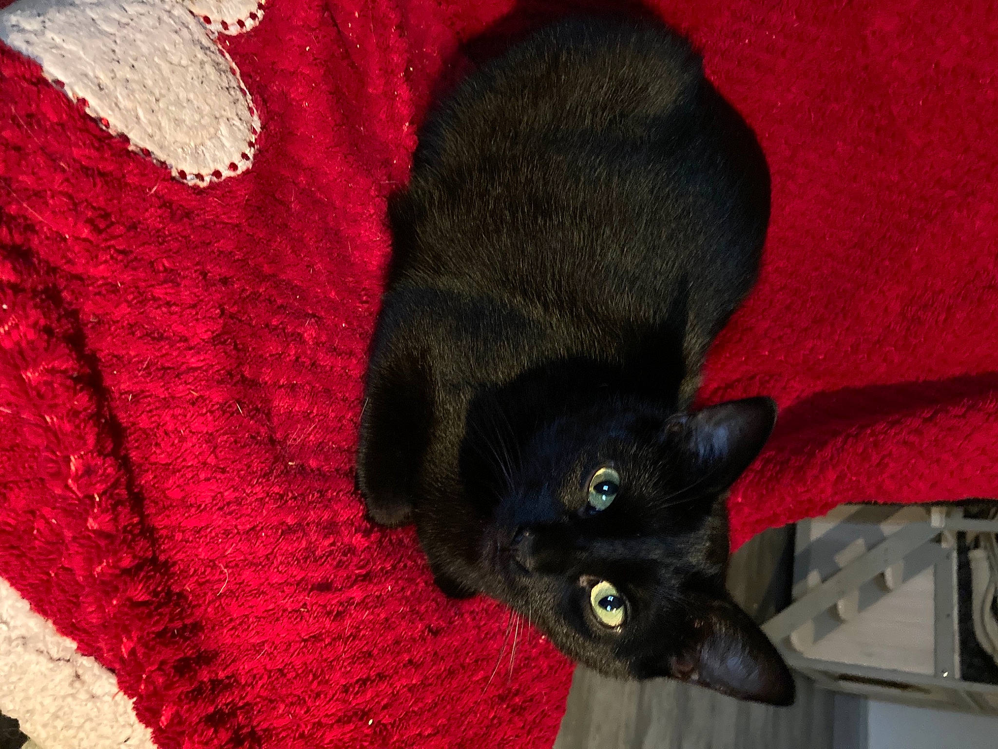 Gimli a rejoint le concours — aidez-le/la à gagner de superbes lots ! black_cat, bombay, carmine, carnivore, cat, comfort, dog_breed, domestic_short_haired_cat, felidae, fur, grey, magenta, pattern, plant, red, sleeve, small_to_medium_sized_cats, snout, tail, whiskers