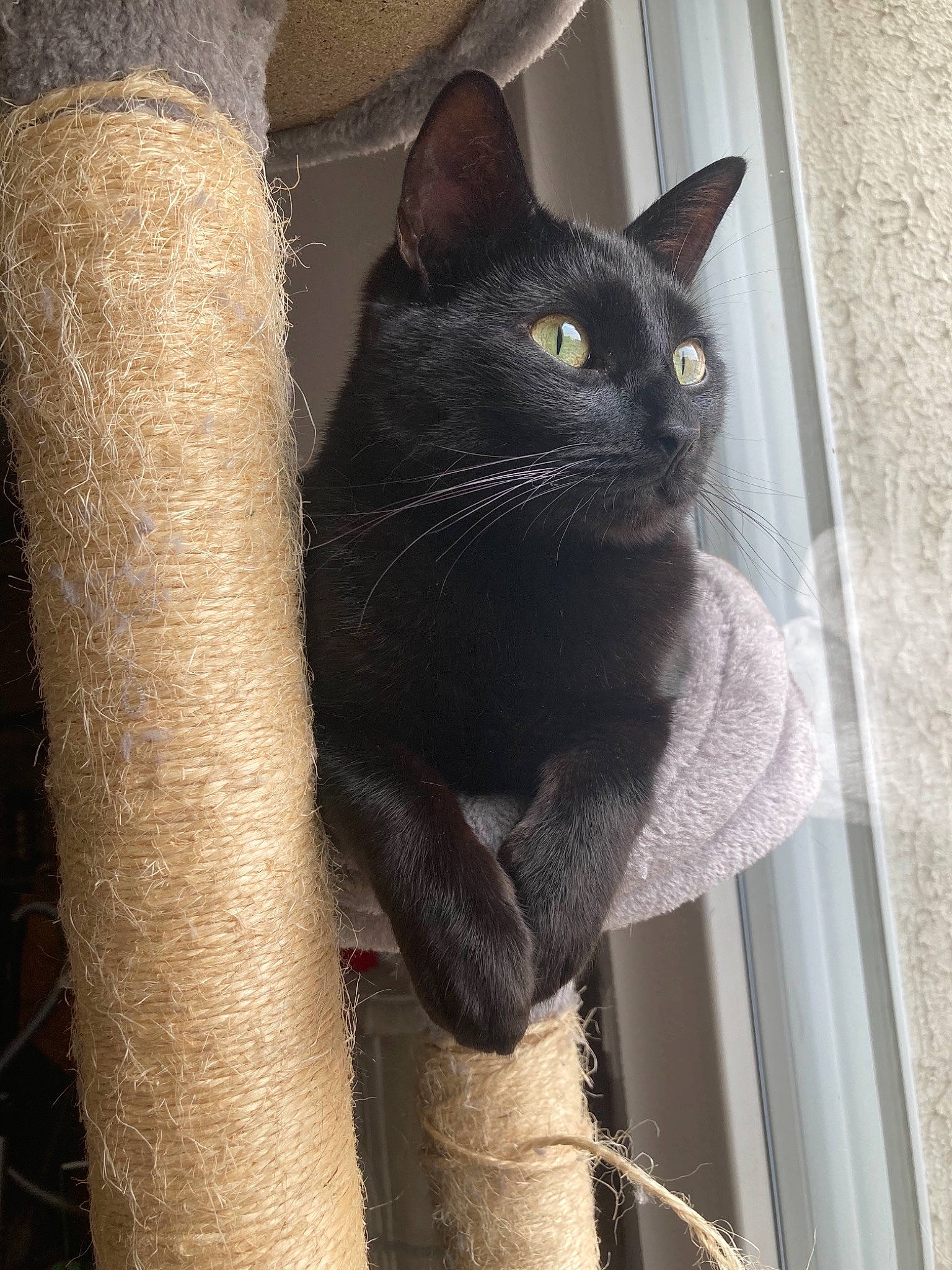 Gimli a rejoint le concours — aidez-le/la à gagner de superbes lots ! black_cat, bombay, carnivore, cat, domestic_short_haired_cat, felidae, fur, grey, havana_brown, mammal, plant, small_to_medium_sized_cats, snout, tail, terrestrial_animal, whiskers, window