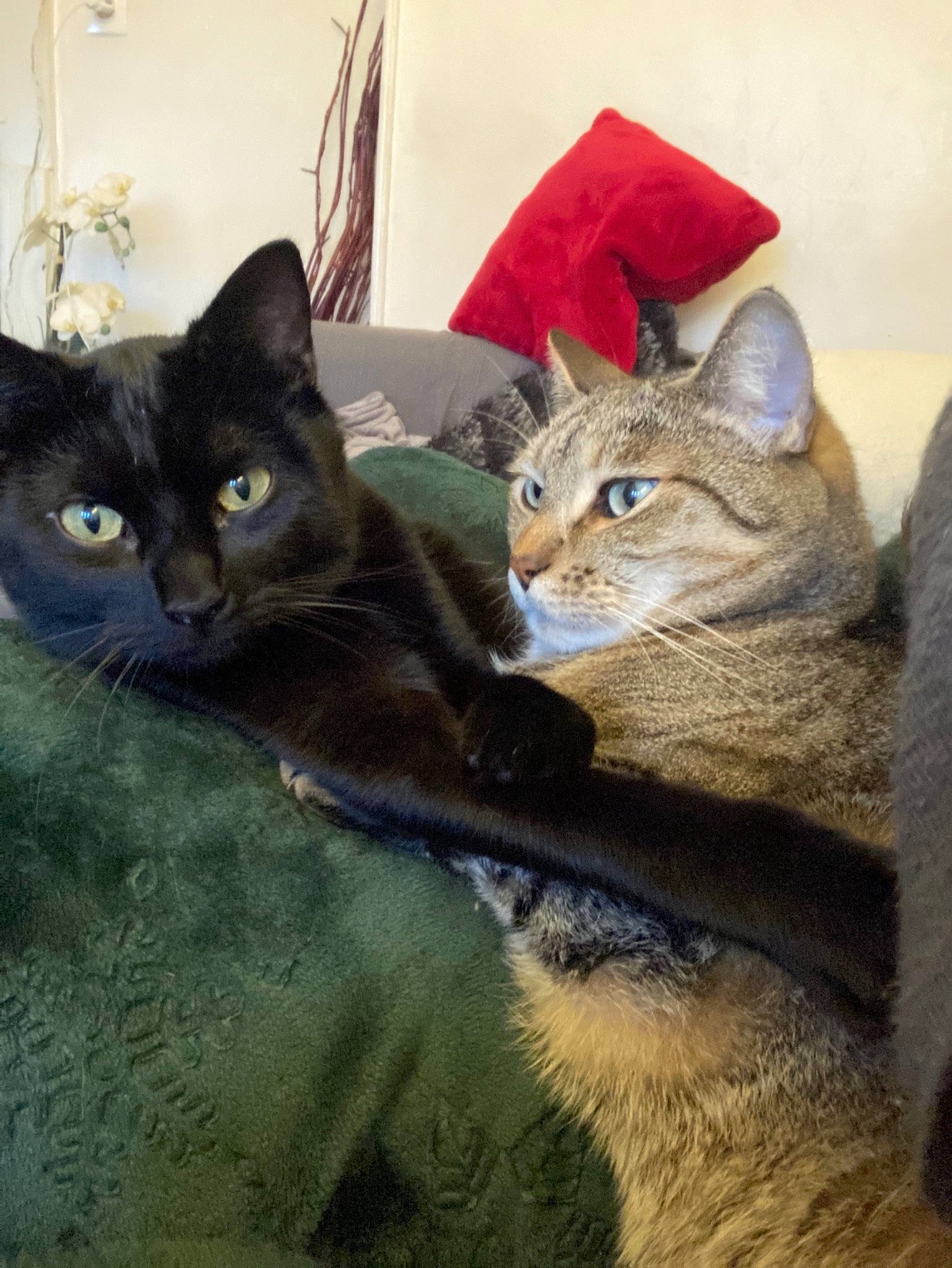 Gimli a rejoint le concours — aidez-le/la à gagner de superbes lots ! black_cat, carnivore, cat, cat_furniture, cat_supply, chartreux, claw, comfort, domestic_short_haired_cat, felidae, fur, grey, mammal, paw, small_to_medium_sized_cats, snout, tail, vertebrate, whiskers