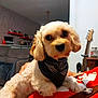 Vespa participe au concours pour gagner de l'argent avec cette photo : animal, bandana, carpet, companion, cozy, cute, decor, dog, furniture, guitar, home, indoor, living_room, person, pet, portrait, shelf, sitting, small_dog, white_dog
