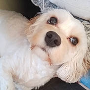 Vespa participe au concours pour gagner de l'argent avec cette photo : adorable, animal, close_up, companion, curious, cushion, cute, dog, ears, eyes, face, fluffy, indoors, lying_down, nose, pet, relaxed, resting, soft_fur, white_dog