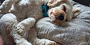 Vespa a rejoint le concours — aidez-le/la à gagner de superbes lots ! animal, closeup, comfort, companion, cozy, curled_up, curly_fur, cute, dog, domestic, fur, indoor, napping, pet, pillow, relaxed, resting, sleeping, soft, white_fur