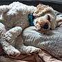 dog, sleeping, curly_fur, pillow, indoor, cozy, resting, pet, animal, white_fur, relaxed, curled_up, cute, companion, napping, soft, comfort, domestic, fur, closeup