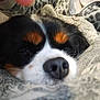 Nuts participe au concours pour gagner de l'argent avec cette photo : animal, black_fur, blanket, brown_fur, closeup, comfort, cozy, dog, fur, indoors, leopard_print, nose, pet, portrait, relaxed, resting, sleeping, snout, soft_texture, white_fur