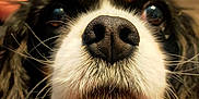 Nuts participe au concours pour gagner de l'argent avec cette photo : animal, black_and_white, blurred_background, brown_eyes, close_up, cocker_spaniel, companion, cozy, curious, dog, domestic_animal, face, fur, indoor, muzzle, nose, pet, snout, whiskers