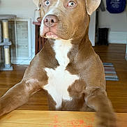 Nova is registered to the contest to win money with this photo: dog, brown_dog, pitbull_type, white_chest_patch, paw, wooden_table, paint_smudge, surprised_expression, looking_up, indoor, living_room, hardwood_floor, scratching_post, doorway, hanging_bag, boots, close_up, portrait, blurred_motion, pet