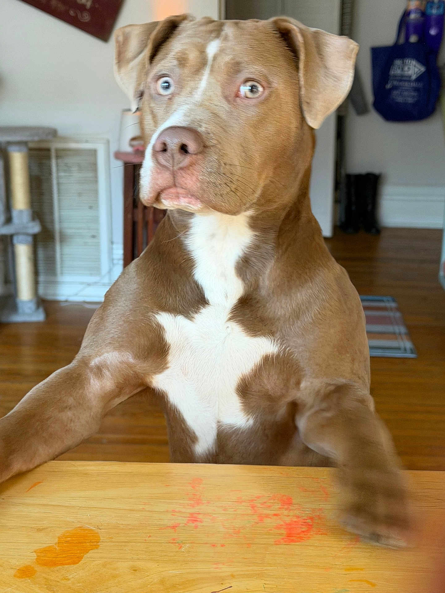 Nova is registered to the contest to win money with this photo: dog, brown_dog, pitbull_type, white_chest_patch, paw, wooden_table, paint_smudge, surprised_expression, looking_up, indoor, living_room, hardwood_floor, scratching_post, doorway, hanging_bag, boots, close_up, portrait, blurred_motion, pet