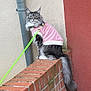 Ursie participe au concours pour gagner de l'argent avec cette photo : cat, long_hair, pink_jacket, leash, brick_wall, outdoor, pet, animal, feline, fluffy_tail, gray_fur, green_eyes, texture, wall, sitting, looking_away, close_up, urban, cute, fashion