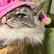 Ursie participe au concours pour gagner de l'argent avec cette photo : cat, fluffy, whiskers, pink_blanket, cozy, close_up, pet, fur, indoor, relaxed, cute, animal, mammal, portrait, domestic_cat, soft_texture, face, nose, ear, resting