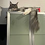 cat, fluffy, gray, white, long_tail, lounging, cabinet, indoor, pet, relaxed, feline, fur, ears, paw, home, animal, resting, looking_down, furniture, domestic