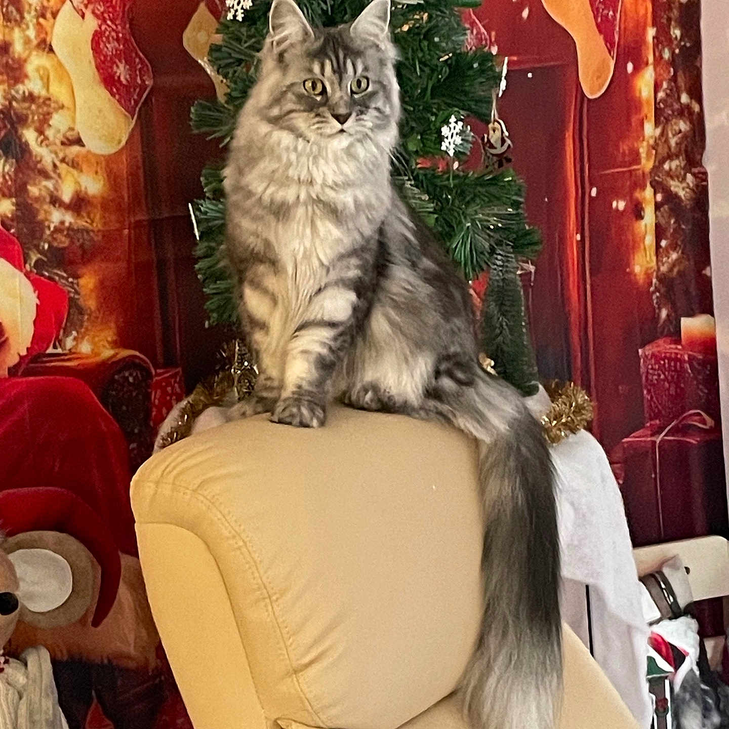 Vaïna participe au concours pour gagner de l'argent avec cette photo : animal, background, cat, chair, christmas_tree, cozy, decorations, festive, fluffy_cat, furniture, gray_cat, holiday_decor, holiday_lights, indoor, ornaments, pet, seated, stockings, tail, warm_lighting
