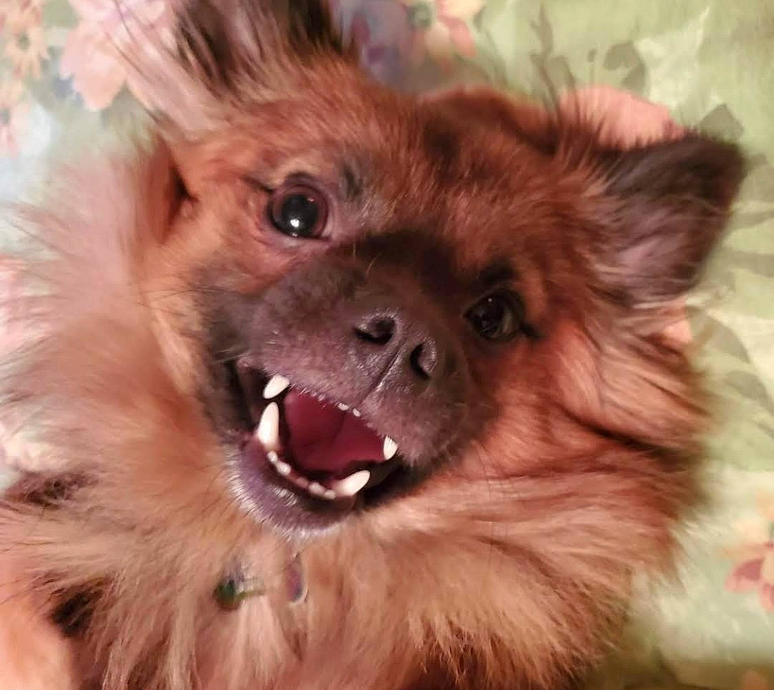 Dozer is registered to the contest to win money with this photo: canidae, carnivore, close_up, companion_dog, dog, dog_breed, dog_supply, ear, eye, fawn, fur, german_spitz, german_spitz_klein, liver, snout, spitz, sporting_group, toy_dog, whiskers, working_animal