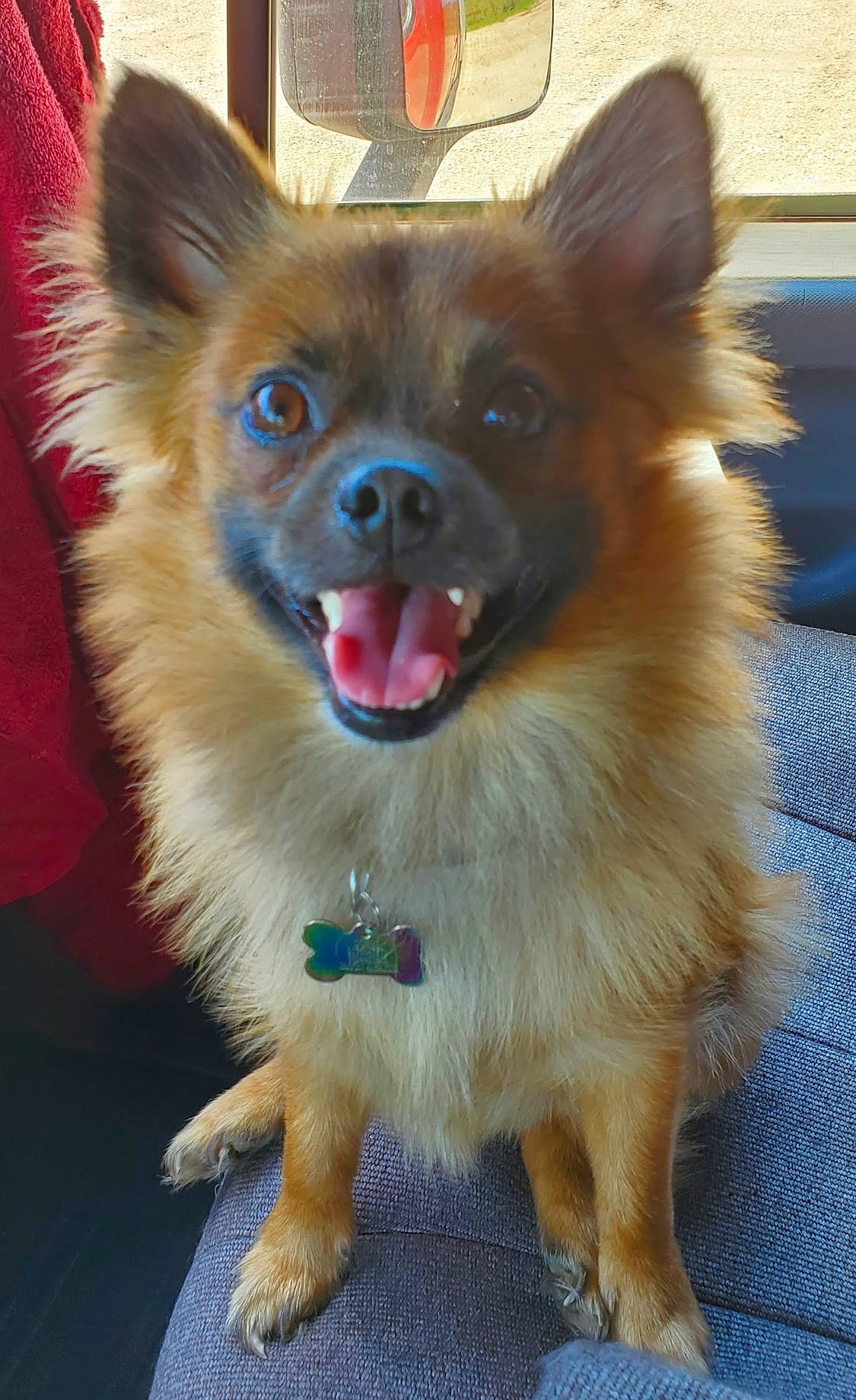 Dozer joined the competition — help win amazing prizes! ancient_dog_breeds, canidae, carnivore, collar, companion_dog, dog, dog_breed, dog_collar, dog_supply, fawn, fur, liver, non_sporting_group, snout, spitz, sporting_group, terrestrial_animal, whiskers, working_animal, working_dog