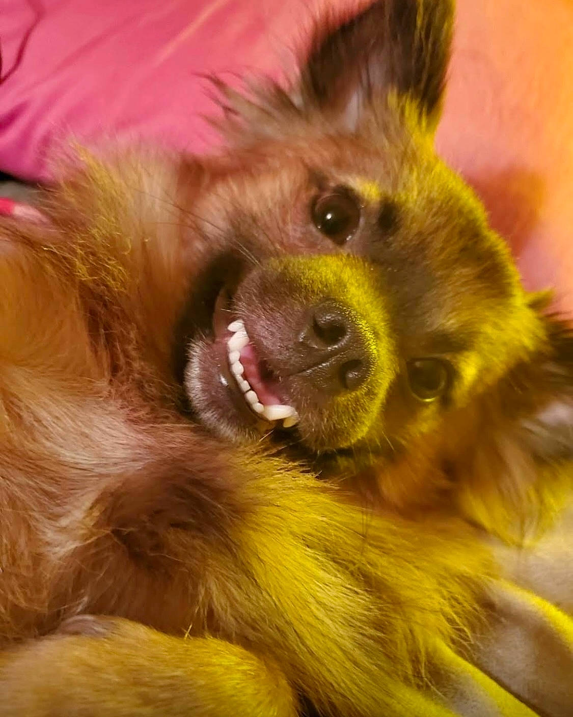 Dozer is registered to the contest to win money with this photo: canidae, carnivore, close_up, companion_dog, dog, dog_breed, ear, fawn, fur, german_spitz, liver, paw, shout, snout, spitz, sporting_group, volpino_italiano, whiskers, working_animal, working_dog