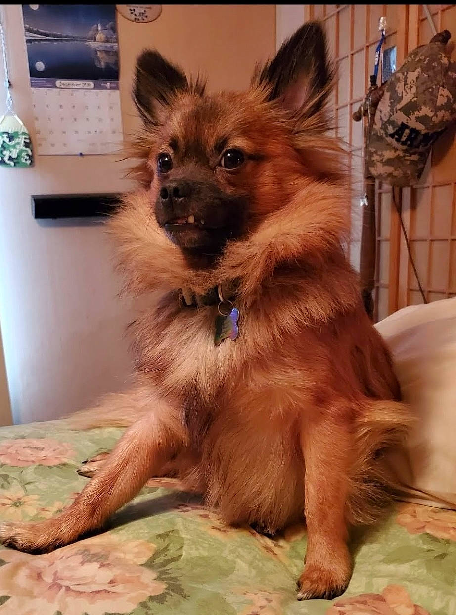 Dozer is registered to the contest to win money with this photo: canidae, carnivore, companion_dog, dog, dog_breed, dog_supply, fawn, fur, german_spitz, liver, non_sporting_group, pomeranian, puppy, snout, spitz, sporting_group, terrestrial_animal, toy_dog, whiskers, working_animal