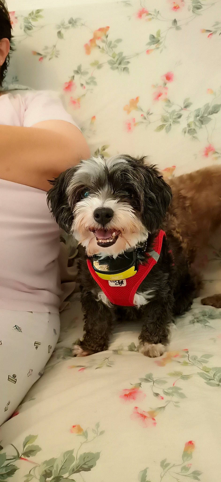 Coquine a rejoint le concours — aidez-le/la à gagner de superbes lots ! canidae, carnivore, cavachon, cavapoo, cockapoo, companion_dog, dog, dog_breed, havanese, kyi_leo, lhasa_apso, lowchen, maltepoo, mammal, morkie, puppy, schnoodle, shih_poo, shih_tzu, vertebrate